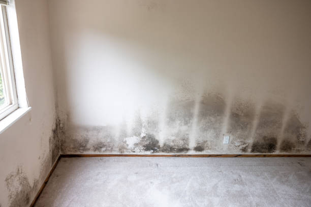 Monticello, FL Mold Removal Company